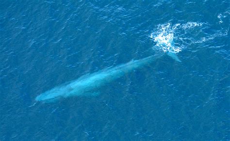 La baleine bleue a un pénis de 2,5 mètres et des。